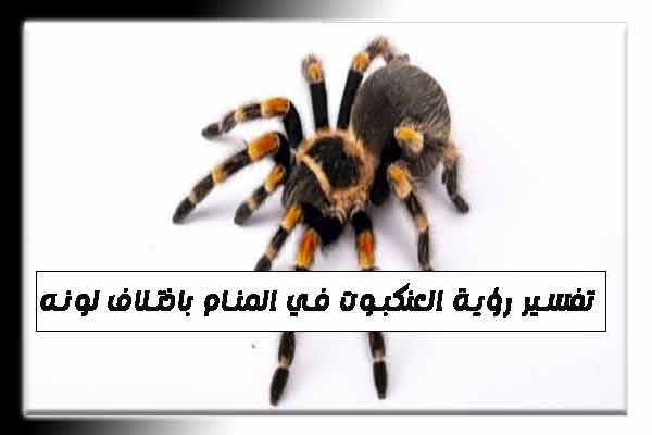 تفسير-رؤية-العنكبوت-في-المنام-باختلاف-لونه.jpg