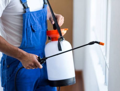 شركة مكافحة الرمة ابوظبي |0545667540|ارخص الاسعار