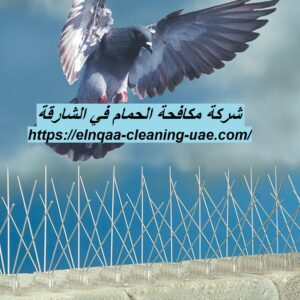 شركة مكافحة الحمام في الشارقة